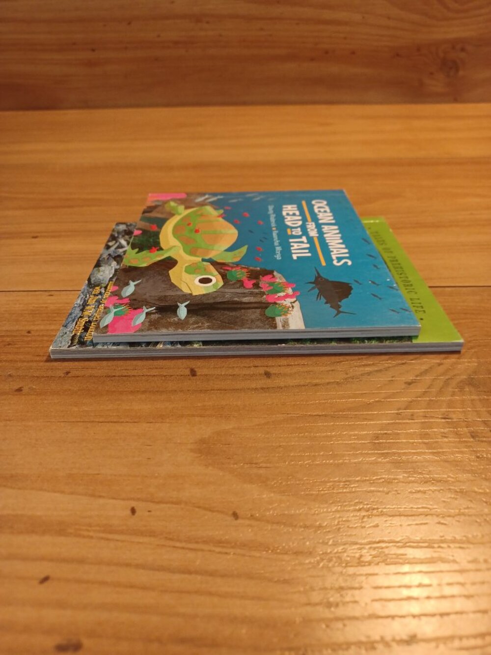 Ocean Animals From Head To Tail By Stacey Roderick Book - Picture 3 of 6